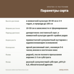 Каланхоэ войлочное/Томентоза (0,1л) — параметры сорта