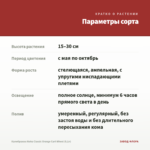 Калибрахоа Aloha Classic Orange Cart Wheel (0,1л) — параметры сорта