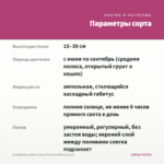 Калибрахоа Aloha Classic Pink Cart Wheel (0,1л) — параметры сорта