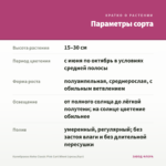 Калибрахоа Aloha Classic Pink Cart Wheel (срезы/5шт) — параметры сорта