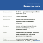 Калибрахоа Aloha Classic Tiki Blue (срезы/5шт) — параметры сорта