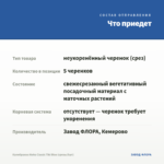 Калибрахоа Aloha Classic Tiki Blue (срезы/5шт) — что приедет