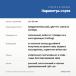 Калибрахоа Aloha Classic Tiki Blue (срезы/5шт) — параметры сорта