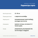 Калибрахоа Aloha Classic Tiki Dark Blue (0,1л) — параметры сорта