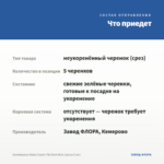 Калибрахоа Aloha Classic Tiki Dark Blue (срезы 5 шт) — что приедет
