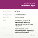 Калибрахоа Aloha Double Dark Pink (0,1л) — параметры сорта