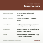 Калибрахоа ALOHA DOUBLE PINK BLUSH (срез/5шт) — параметры сорта