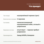 Калибрахоа ALOHA DOUBLE PINK BLUSH (срез/5шт) — что приедет