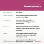 Калибрахоа Aloha Double Soft Pink Eye (срезы/5шт) — параметры сорта