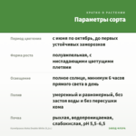 Калибрахоа Aloha Double White (0,1л.) — параметры сорта