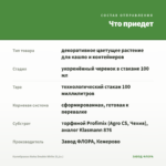 Калибрахоа Aloha Double White (0,1л.) — что приедет