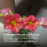 Калибрахоа Aloha Kona Dark Red (0,1л) — в таком виде растение уходит в заказ