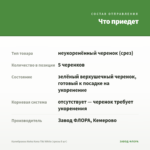 Калибрахоа Aloha Kona Tiki White (срезы 5 шт) — что приедет