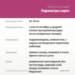 Калибрахоа Aloha Nani Tiki Pink (срезы/5шт) — параметры сорта