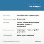 Калибрахоа Bloomtastic Blue Sky (срезы/5шт) — что приедет