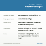 Калибрахоа Bloomtastic Blue Sky (срезы/5шт) — параметры сорта