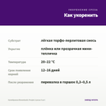 Калибрахоа Bloomtastic Purple (срезы 5 шт) — как укоренить черенок