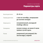 Калибрахоа Bloomtastic Rose Quartz (0,1л) — параметры сорта