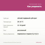 Калибрахоа Bloomtastic Rose Quartz (срезы 5 шт) — как укоренить черенок