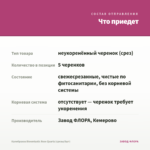 Калибрахоа Bloomtastic Rose Quartz (срезы/5шт) — что приедет