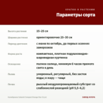 Калибрахоа Cabaret Compact Orange Star (0,1л) — параметры сорта