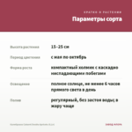 Калибрахоа Cabaret Double Apricote (0,1л) — параметры сорта