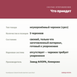 Калибрахоа Cabaret Double Apricote (срез/5шт) — что приедет