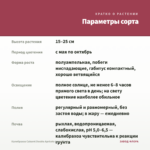 Калибрахоа Cabaret Double Apricote (срез/5шт) — параметры сорта