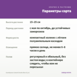 Калибрахоа Cabaret Double Blue (0,1л) — параметры сорта