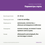 Калибрахоа Cabaret Double Blue (срез/5шт) — параметры сорта