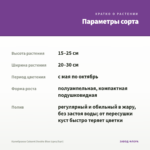Калибрахоа Cabaret Double Blue (срез/5шт) — параметры сорта