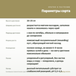 Калибрахоа Cabaret Double Light Yellow (0,1л) — параметры сорта