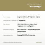 Калибрахоа Cabaret Double Light Yellow (срез/5шт) — что приедет