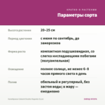 Калибрахоа Cabaret Double Magenta (0,1л) — параметры сорта