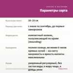 Калибрахоа Cabaret Double Magenta (срез/5шт) — параметры сорта