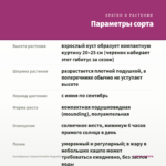 Калибрахоа Cabaret Double Magenta (срез/5шт) — параметры сорта