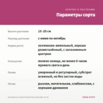 Калибрахоа Cabaret Double Pink Light Impr. (0,1л) — параметры сорта