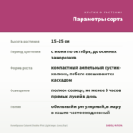 Калибрахоа Cabaret Double Pink Light Impr. (срез/5шт) — параметры сорта