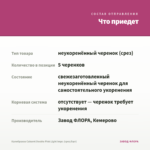 Калибрахоа Cabaret Double Pink Light Impr. (срез/5шт) — что приедет