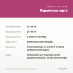Калибрахоа Cabaret Double Pink Light Impr. (срез/5шт) — параметры сорта