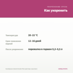 Калибрахоа Cabaret Double Pink Light Impr. (срез/5шт) — как укоренить черенок