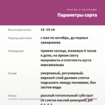 Калибрахоа Cabaret Double Pink (срез/5шт) — параметры сорта
