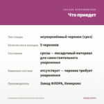 Калибрахоа Cabaret Double Pink (срез/5шт) — что приедет