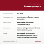 Калибрахоа Cabaret Double Red (0,1л) — параметры сорта