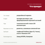 Калибрахоа Cabaret Double Red (0,1л) — что приедет