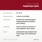 Калибрахоа Cabaret Double Red (срез/5шт) — параметры сорта