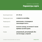 Калибрахоа Cabaret Double White Impr. (срез/5шт) — параметры сорта