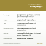 Калибрахоа Cabaret Double Yellow Impr. (0,1л) — что приедет