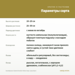 Калибрахоа Cabaret Double Yellow Impr. (срез/5шт) — параметры сорта