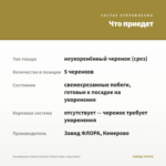 Калибрахоа Cabaret Double Yellow Impr. (срез/5шт) — что приедет